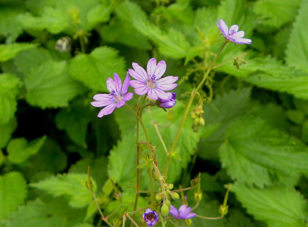 Geranium ... nodosum